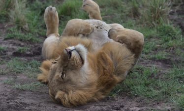 A majestic lion rolling happily on its back in the grasslands of Narok County, Kenya.
