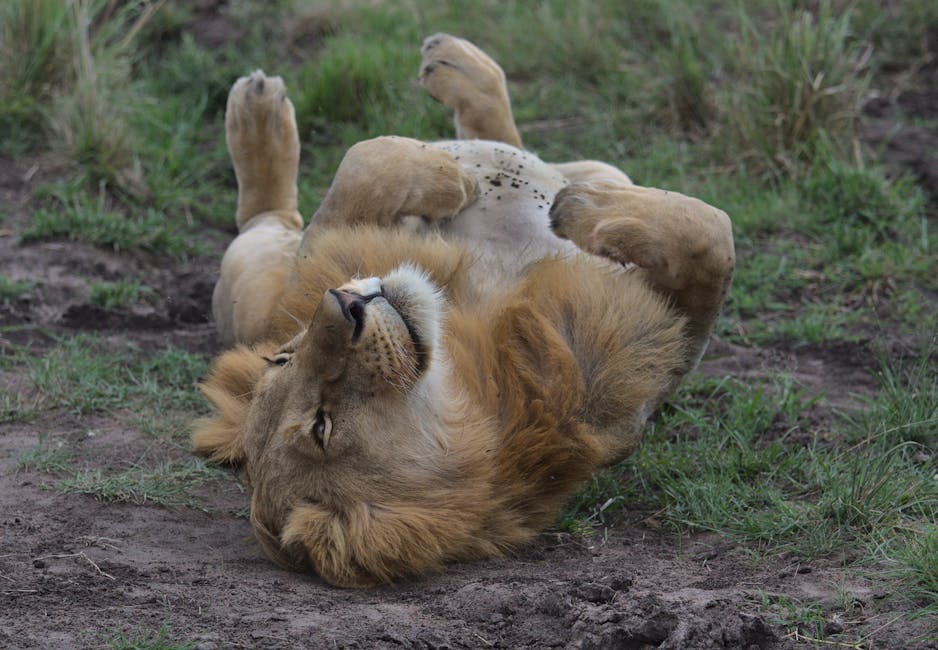 A majestic lion rolling happily on its back in the grasslands of Narok County, Kenya.