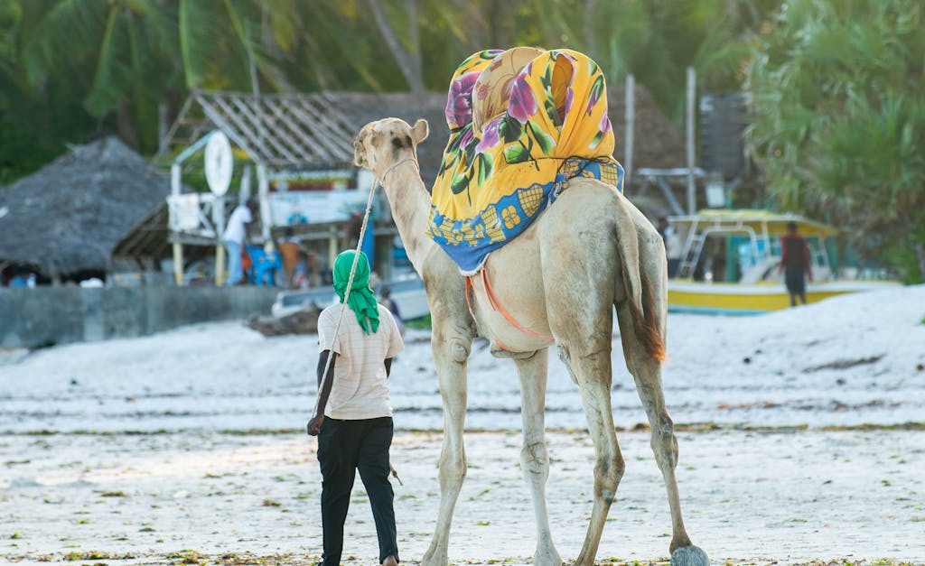A man leads a decorated camel along the sandy beach of Mombasa, Kenya, showcasing cultural and rural life.