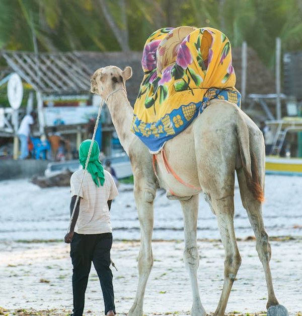 A man leads a decorated camel along the sandy beach of Mombasa, Kenya, showcasing cultural and rural life.