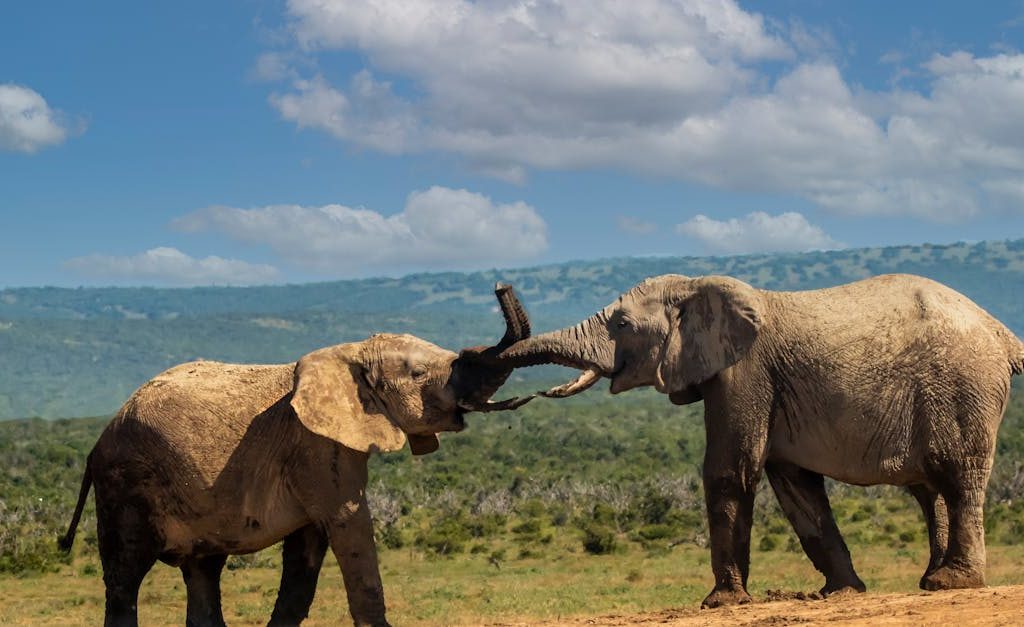 Two African elephants engaging in playful interaction on a grassy plain, under a bright blue sky.
