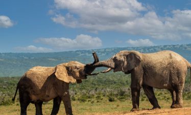 Two African elephants engaging in playful interaction on a grassy plain, under a bright blue sky.