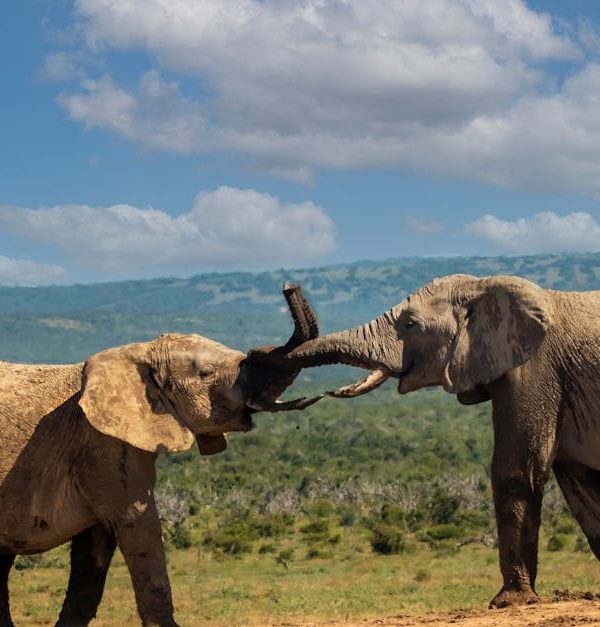 Two African elephants engaging in playful interaction on a grassy plain, under a bright blue sky.