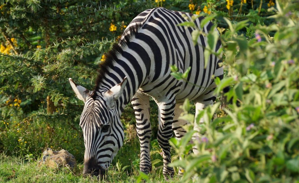 A zebra grazes amid lush greenery in Naivasha, Kenya, showcasing stunning wildlife and nature.