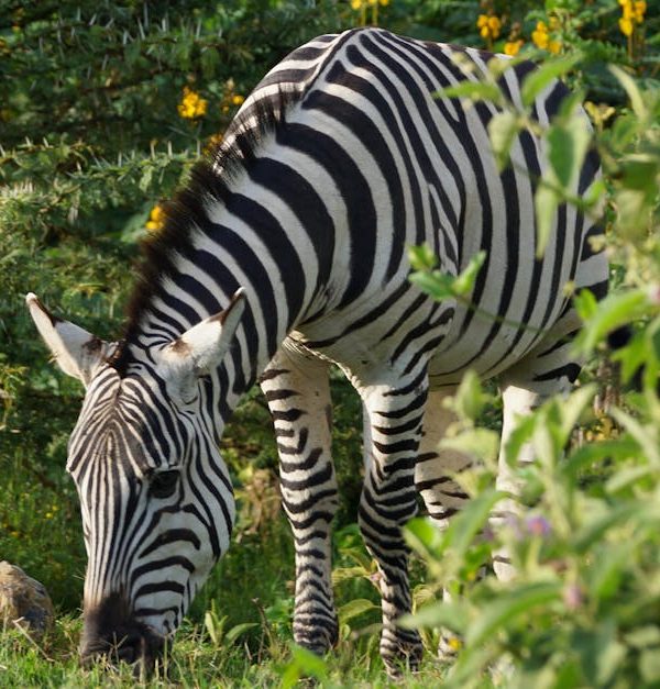 A zebra grazes amid lush greenery in Naivasha, Kenya, showcasing stunning wildlife and nature.