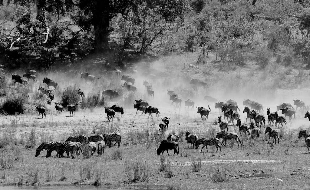 Monochrome image of zebras and wildebeest grazing on a dusty savanna, capturing wildlife in nature.