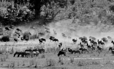 Monochrome image of zebras and wildebeest grazing on a dusty savanna, capturing wildlife in nature.