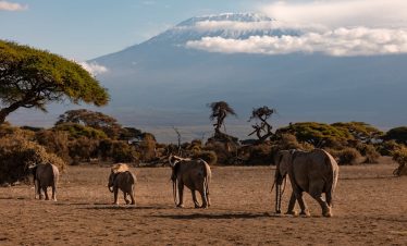 A herd of African elephants walking on savannah with Mount Kilimanjaro in the background.