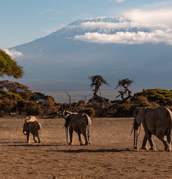 A herd of African elephants walking on savannah with Mount Kilimanjaro in the background.