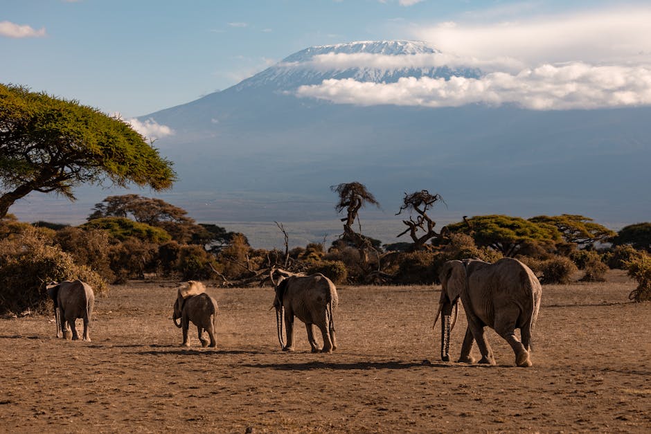A herd of African elephants walking on savannah with Mount Kilimanjaro in the background.