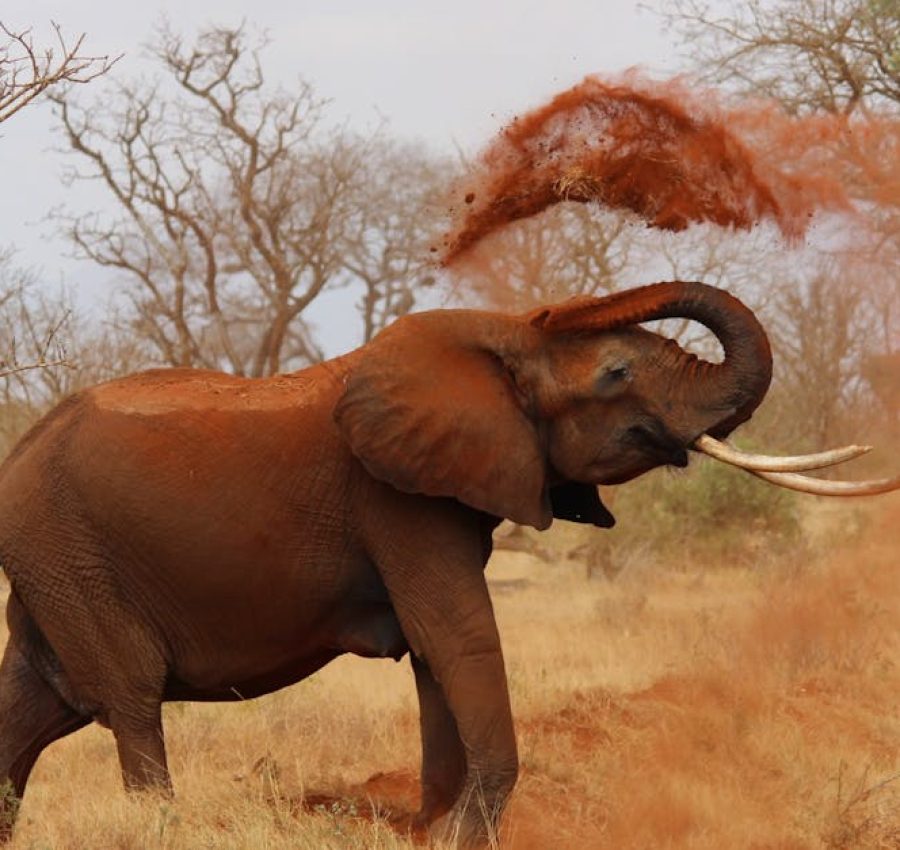 An African elephant playfully throws dust in a vibrant savanna landscape.