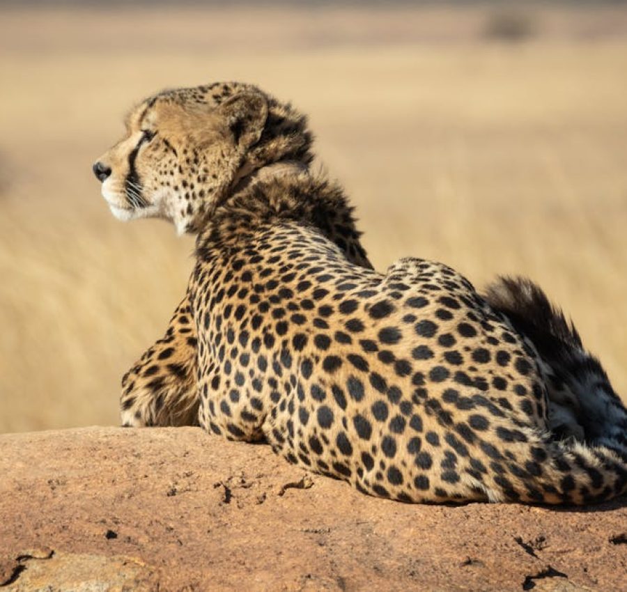 A majestic cheetah (Acinonyx jubatus) basking in the sun on a rock in South Africa.