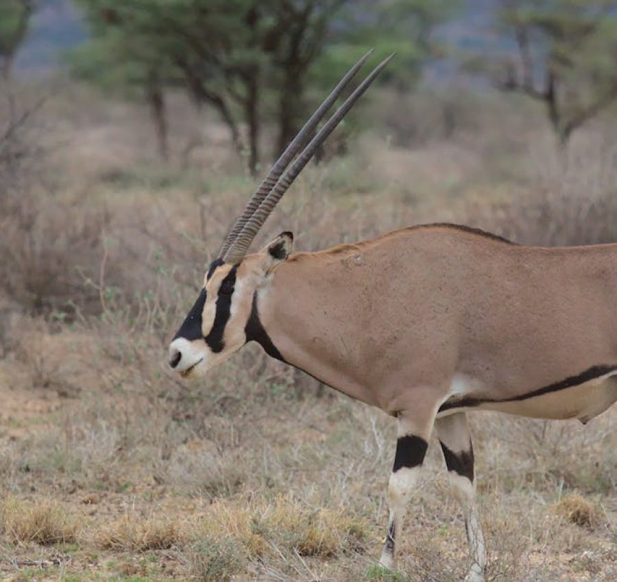 A Beisa Oryx stands majestically in the savanna of Isiolo, Kenya.