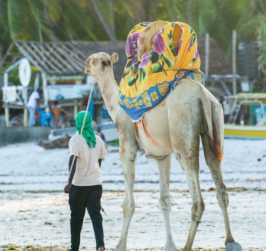 A man leads a decorated camel along the sandy beach of Mombasa, Kenya, showcasing cultural and rural life.