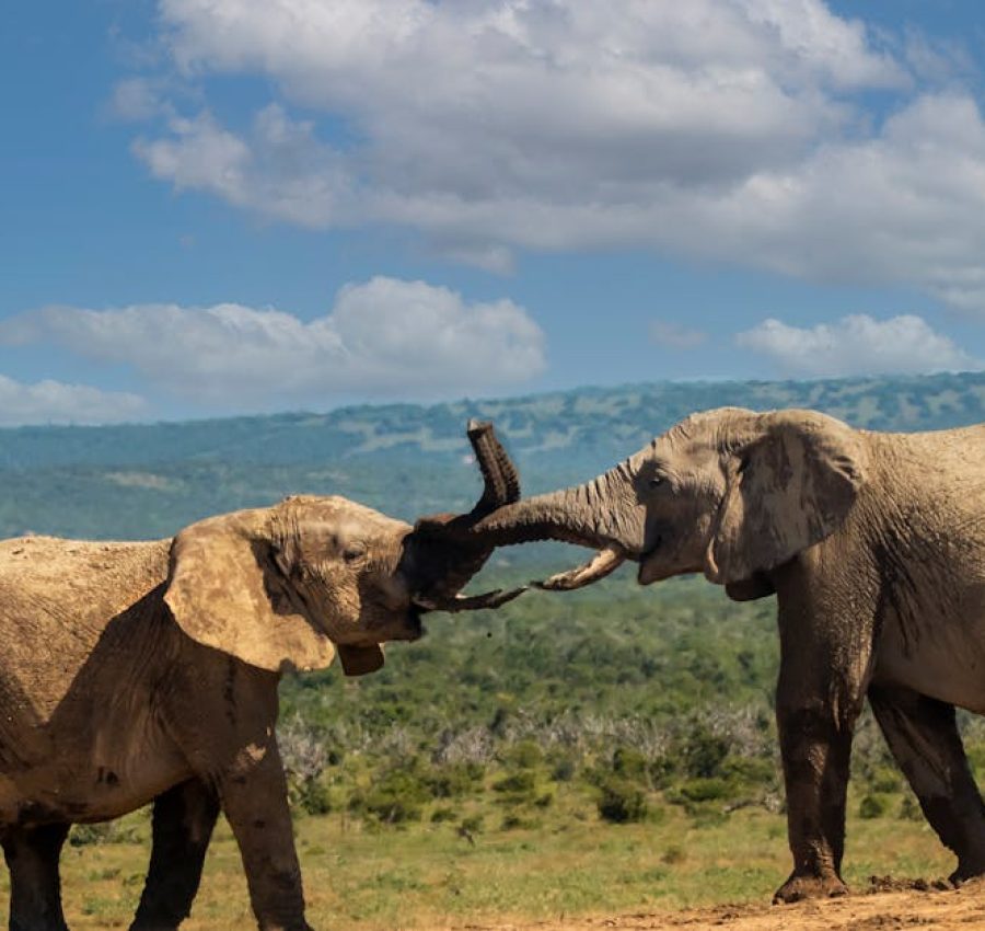 Two African elephants engaging in playful interaction on a grassy plain, under a bright blue sky.