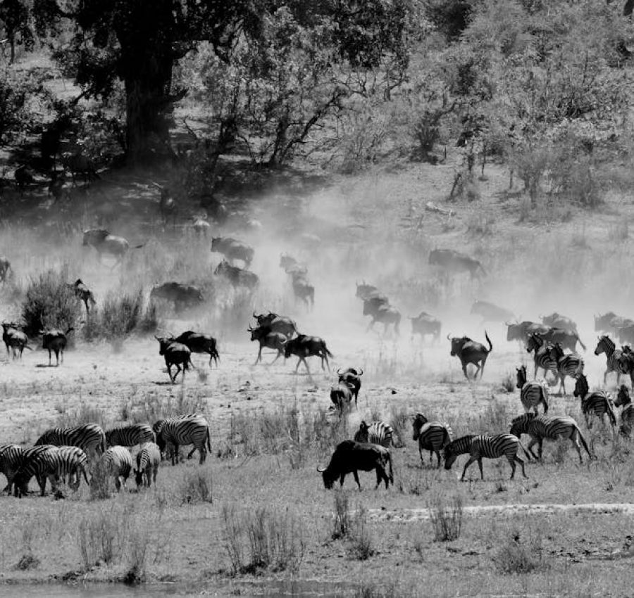 Monochrome image of zebras and wildebeest grazing on a dusty savanna, capturing wildlife in nature.