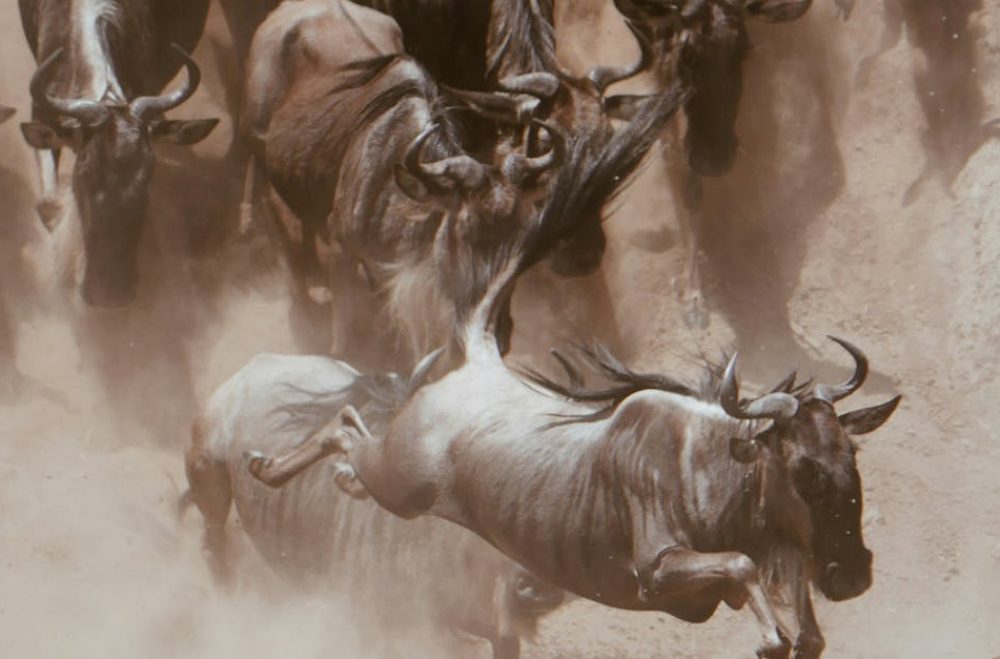Dramatic wildebeest leap captured during a river crossing in the savannah.