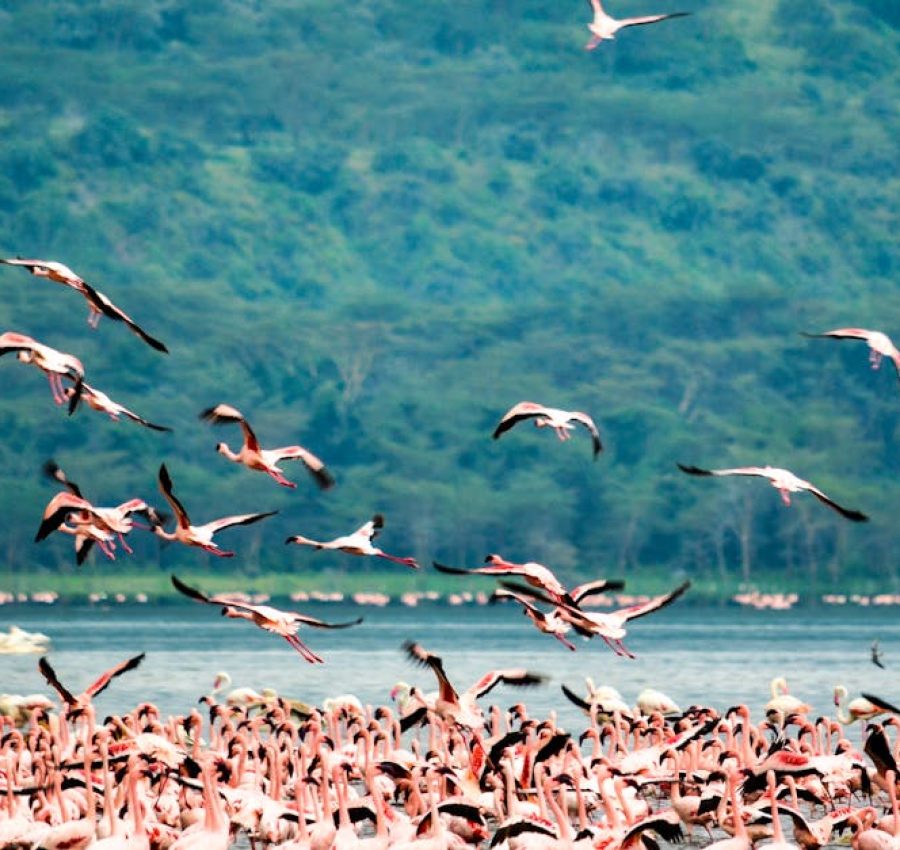 A stunning flock of flamingos at Lake Nakuru in Kenya, showcasing vibrant plumage against lush greenery.